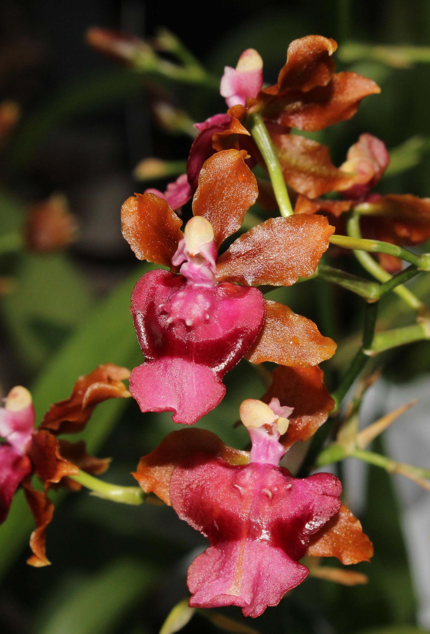 Oncidium Pacific Sunrise 'Hakalau'