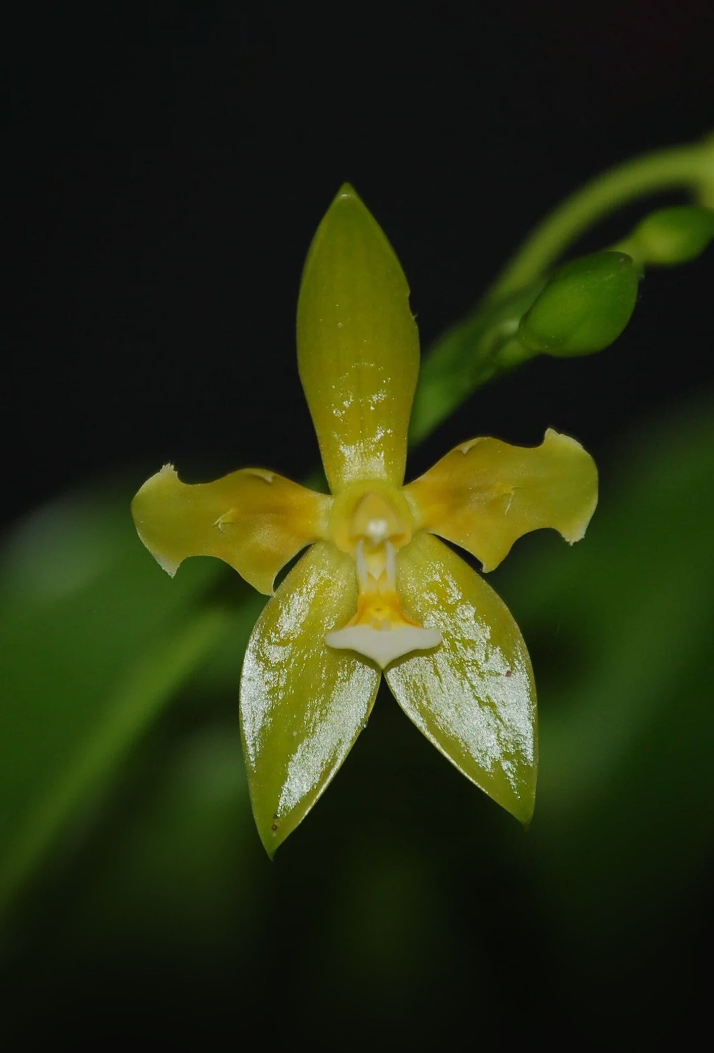 Phalaenopsis cornu-cervi var. flava ‘Wave-Peloric’