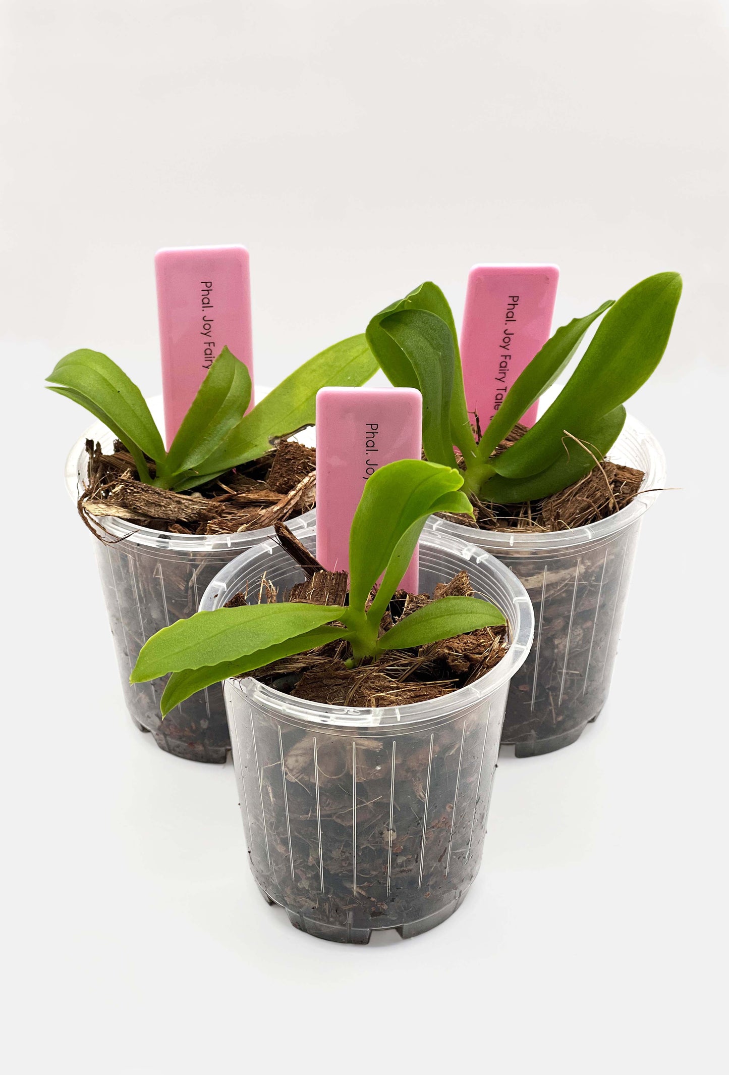 Phalaenopsis Joy Fairy Tale (Peloric)