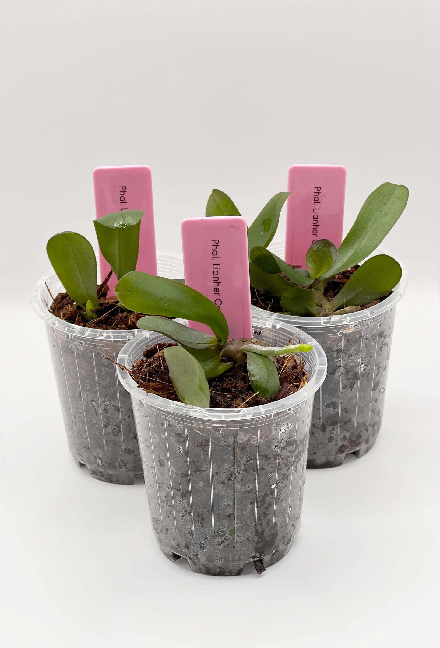 Phalaenopsis Lianher Coral 'Trinity'