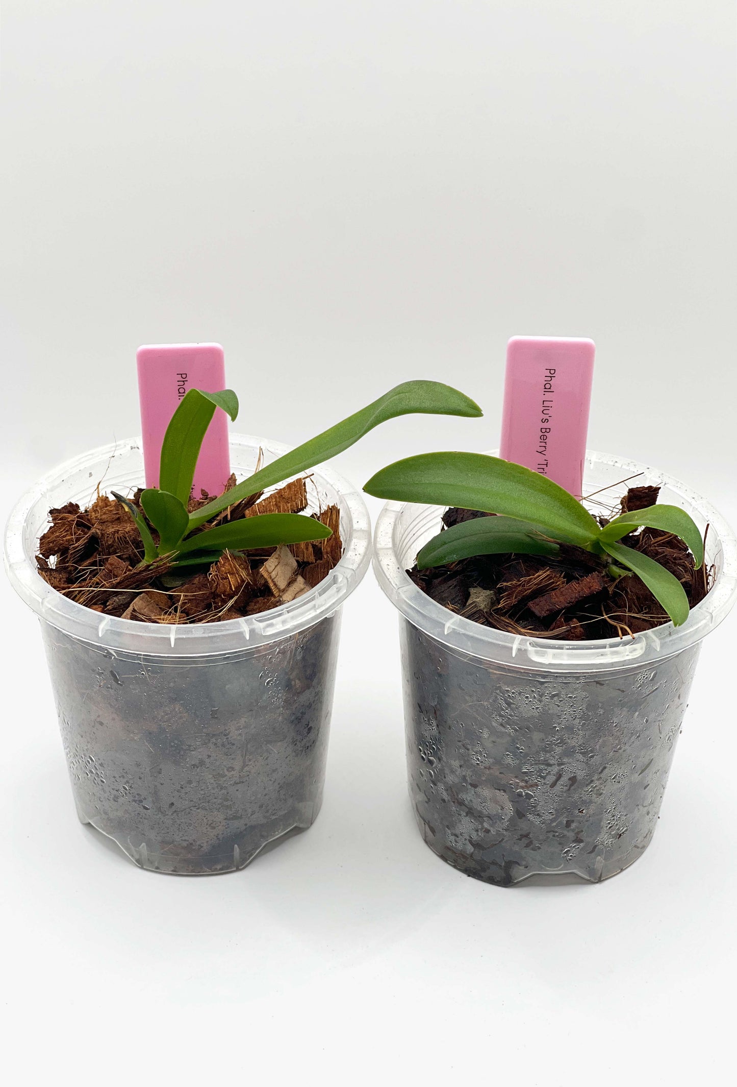 Phalaenopsis Liu's Berry 'Trinity'