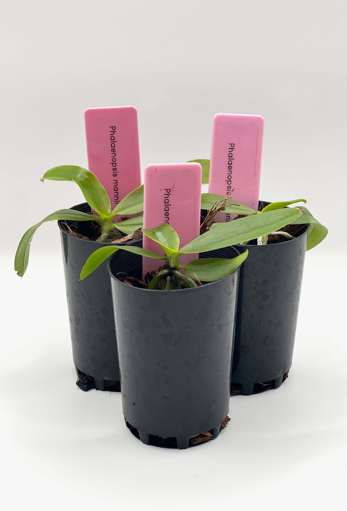 Phalaenopsis mannii (Rare)