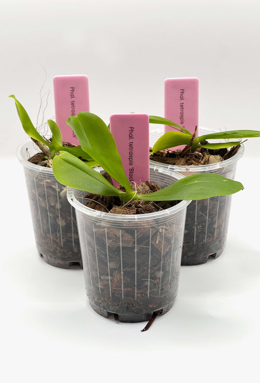 Phalaenopsis tetraspis 'Black' (Rare)
