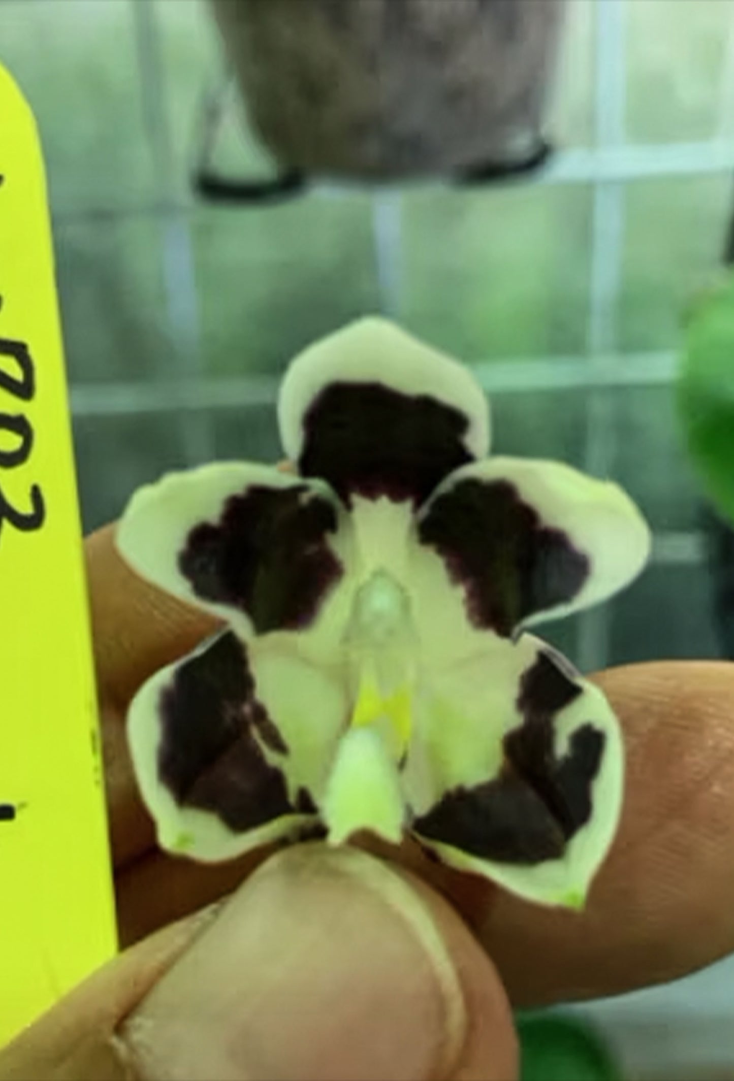 Phalaenopsis tetraspis 'Black' (Rare)