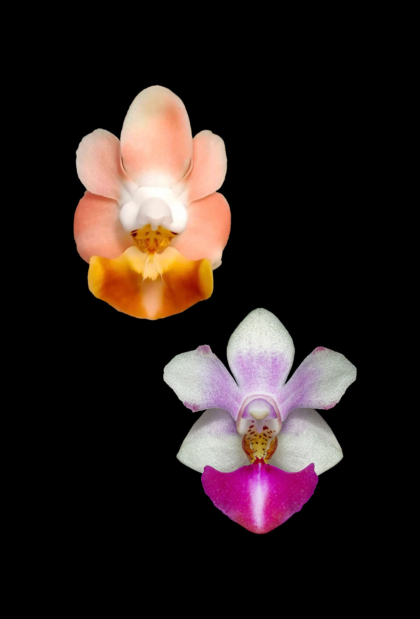 Phalaenopsis lobbii ‘Pink with Yellow heart’ x Anna Larati Soekardi