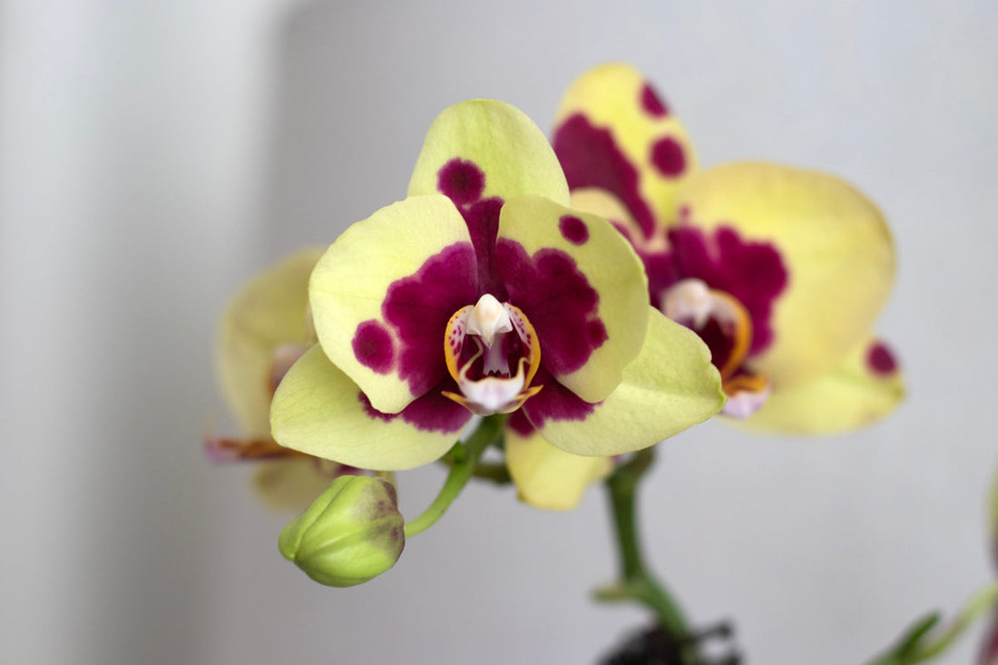 Why Your Moth Orchid is Dying and How to Save It