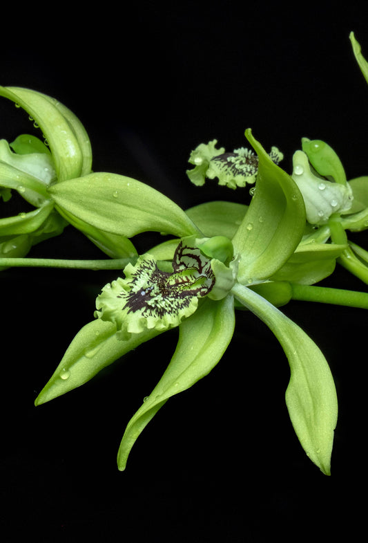 Coelogyne pandurata (rare)