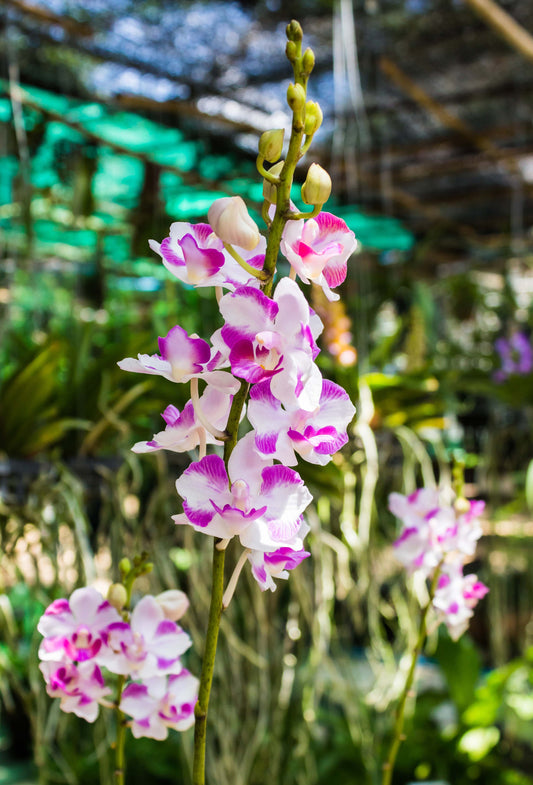 Phalaenopsis (Doritis) pulcherrima