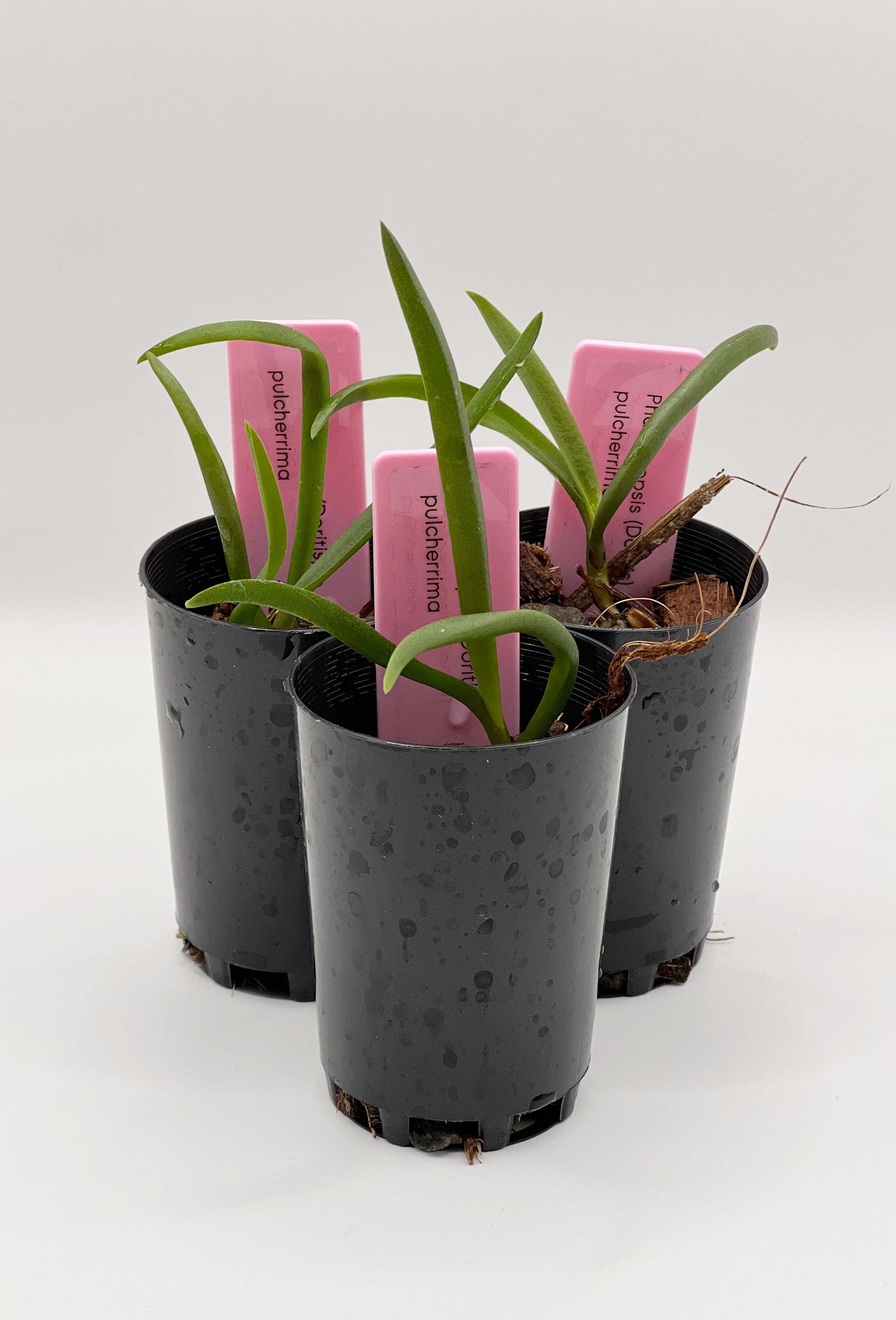 Phalaenopsis (Doritis) pulcherrima