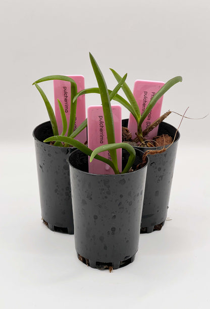 Phalaenopsis (Doritis) pulcherrima