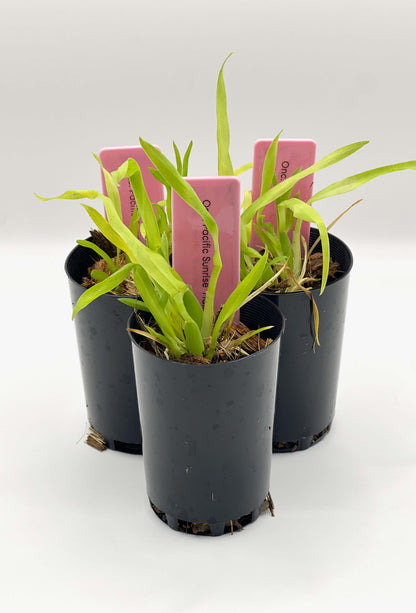 Oncidium Pacific Sunrise 'Hakalau'