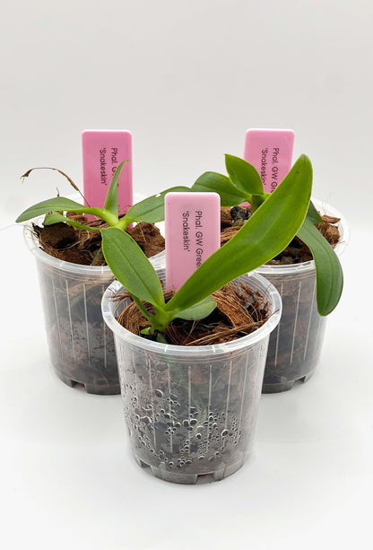 Phalaenopsis GW Green World 'Snakeskin'