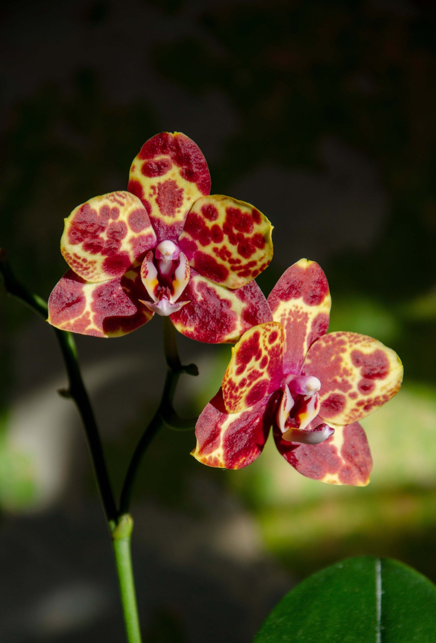 Phalaenopsis GW Green World 'Snakeskin'