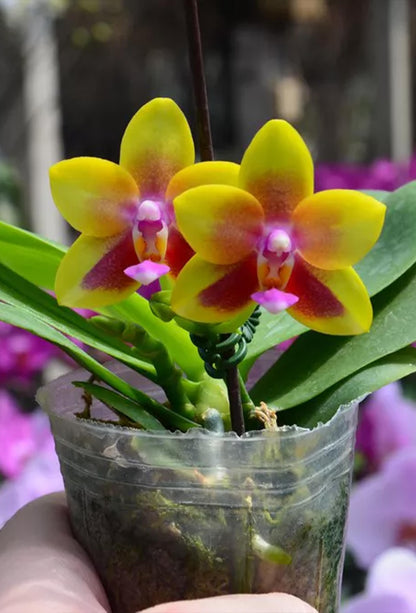 Phalaenopsis Allura 'Andromeda'