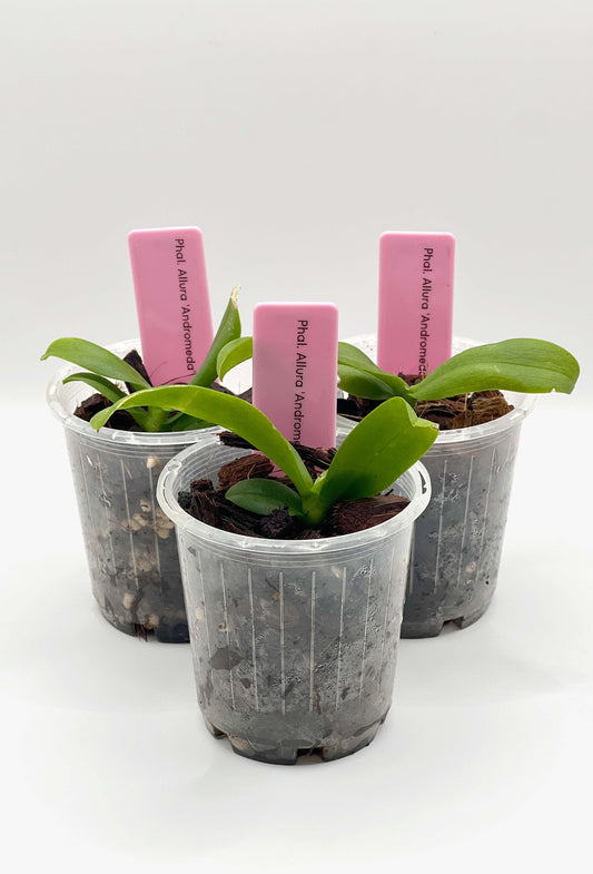 Phalaenopsis Allura 'Andromeda'