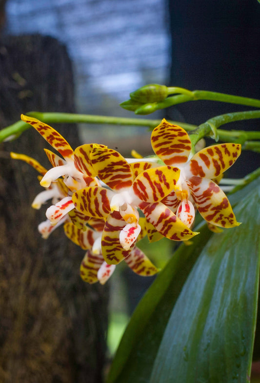 Phalaenopsis amboinensis x self