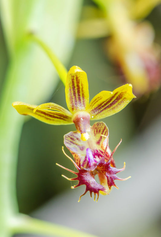 Phalaenopsis difformis (rare)