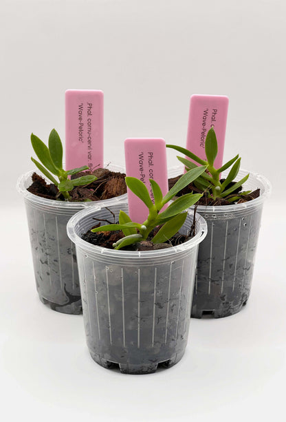 Phalaenopsis cornu-cervi var. flava ‘Wave-Peloric’ (Rare)