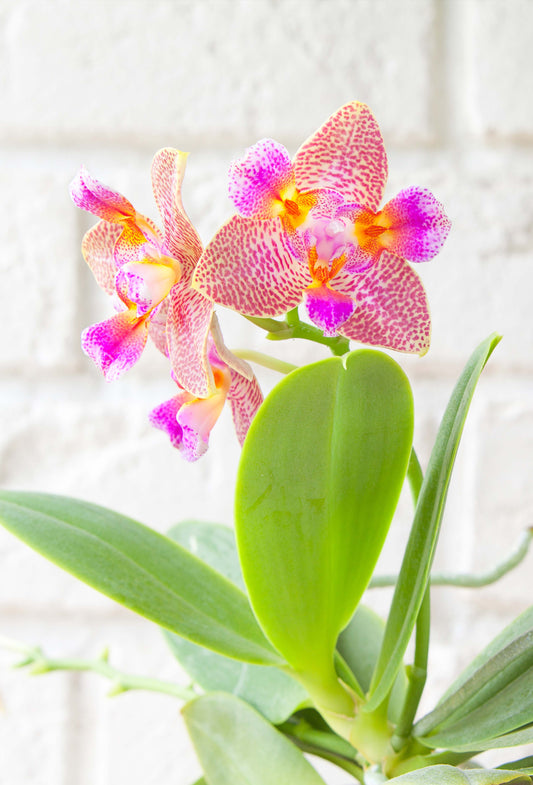 Phalaenopsis Joy Fairy Tale 'Peloric'