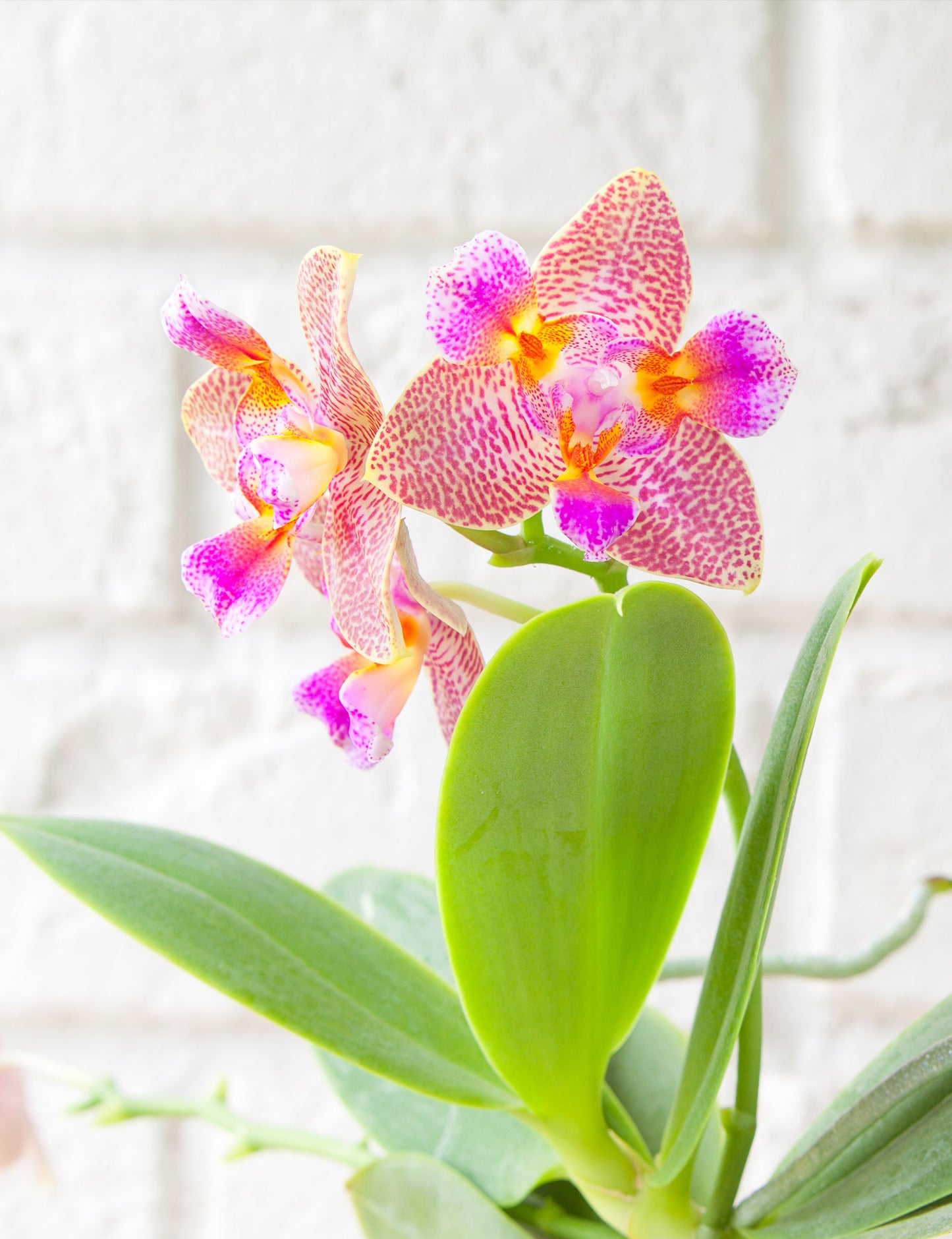 Phalaenopsis Joy Fairy Tale (Peloric)