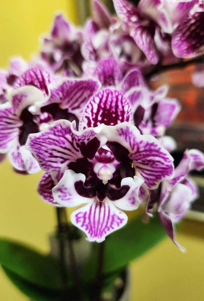 Phalaenopsis Lianher Coral 'Trinity'