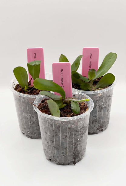 Phalaenopsis Lianher Coral 'Trinity'