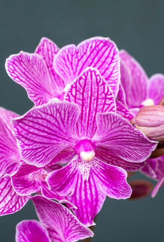 Phalaenopsis Lianher Scallops