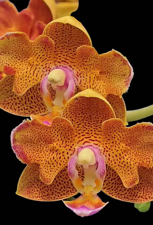 Phalaenopsis Lioulin Orange 'Peloric'