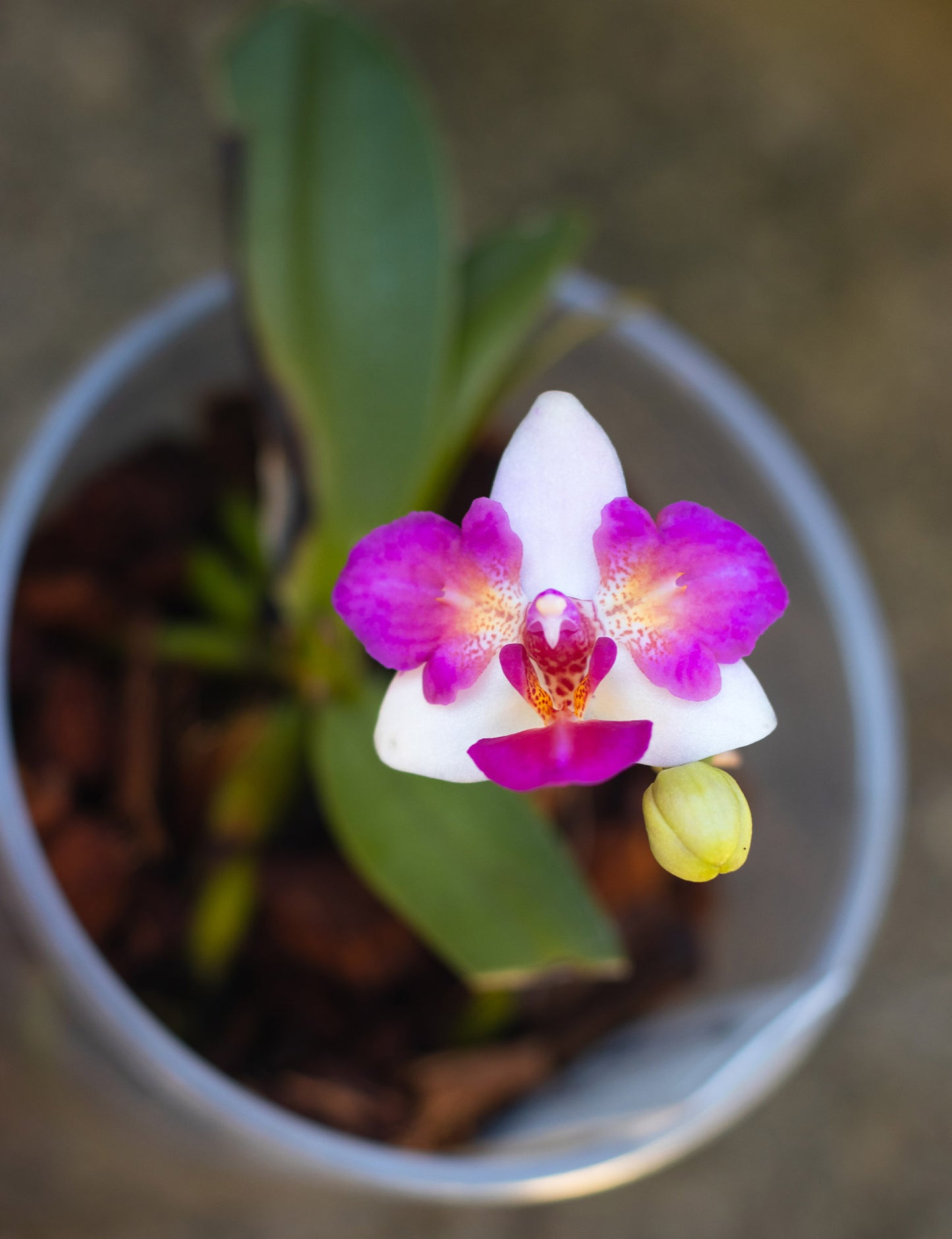Phalaenopsis Liu's Berry 'Trinity'