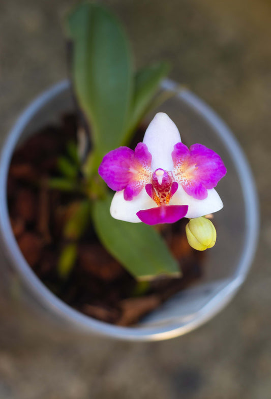 Phalaenopsis Liu's Berry 'Trinity'