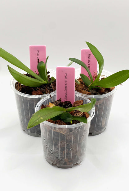 Phalaenopsis Liu's Berry 'Trinity'