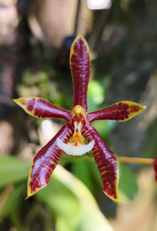 Phalaenopsis mannii (Rare)