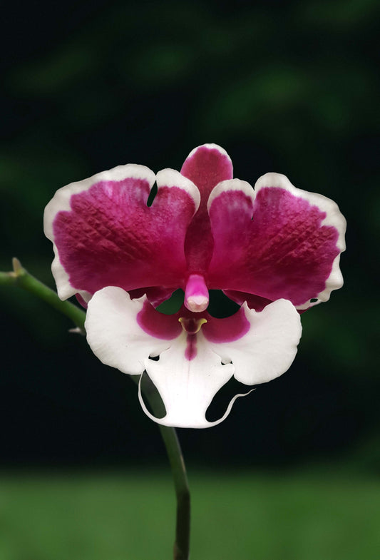 Phalaenopsis Allura 'Santa Claus'
