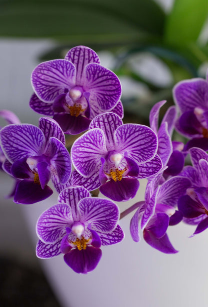 Phalaenopsis Sogo Vivian 'Smurf' (Special Indigo)