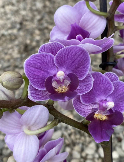 Phalaenopsis Sogo Vivian 'Smurf' (Special Indigo)