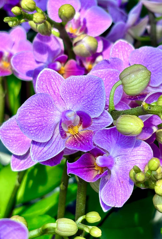 Phalaenopsis Sogo Vivian 'Smurf' Special Indigo