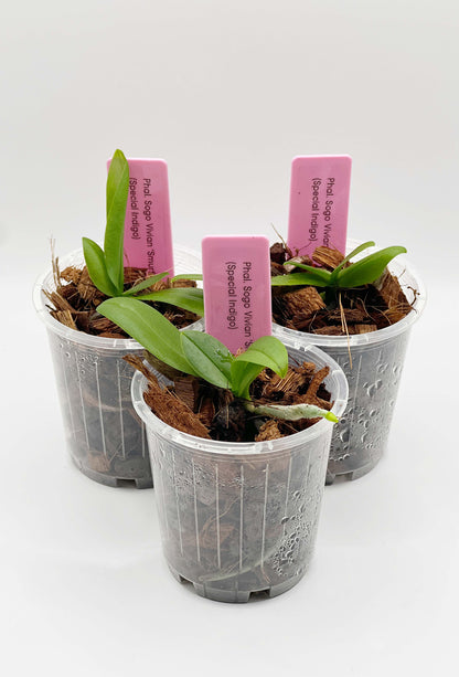 Phalaenopsis Sogo Vivian 'Smurf' (Special Indigo)