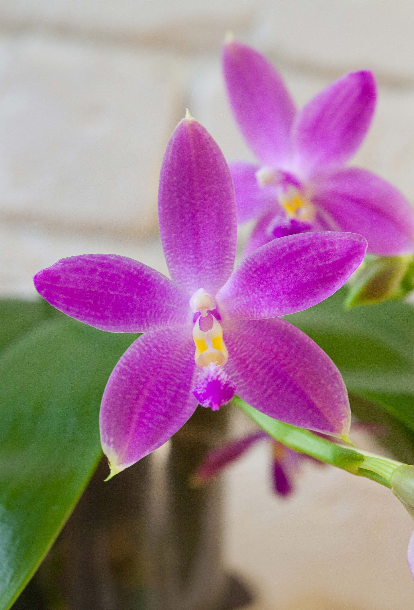 Phalaenopsis speciosa x self