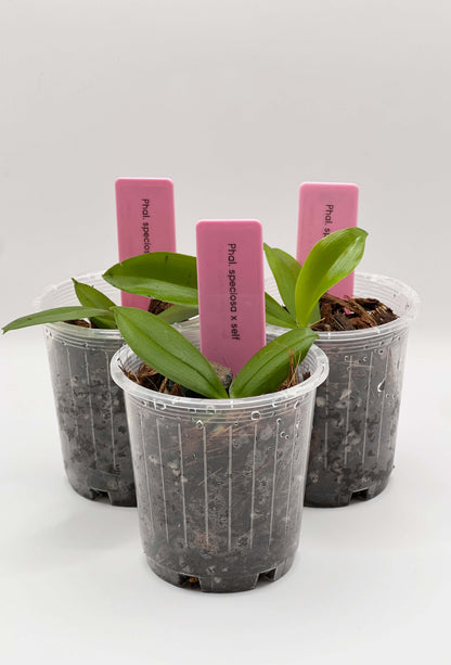 Phalaenopsis speciosa x self