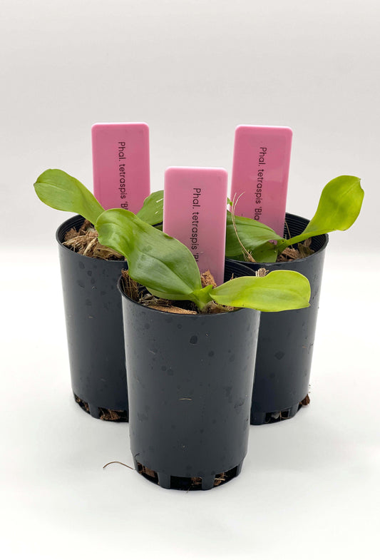 Phalaenopsis tetraspis 'Black'
