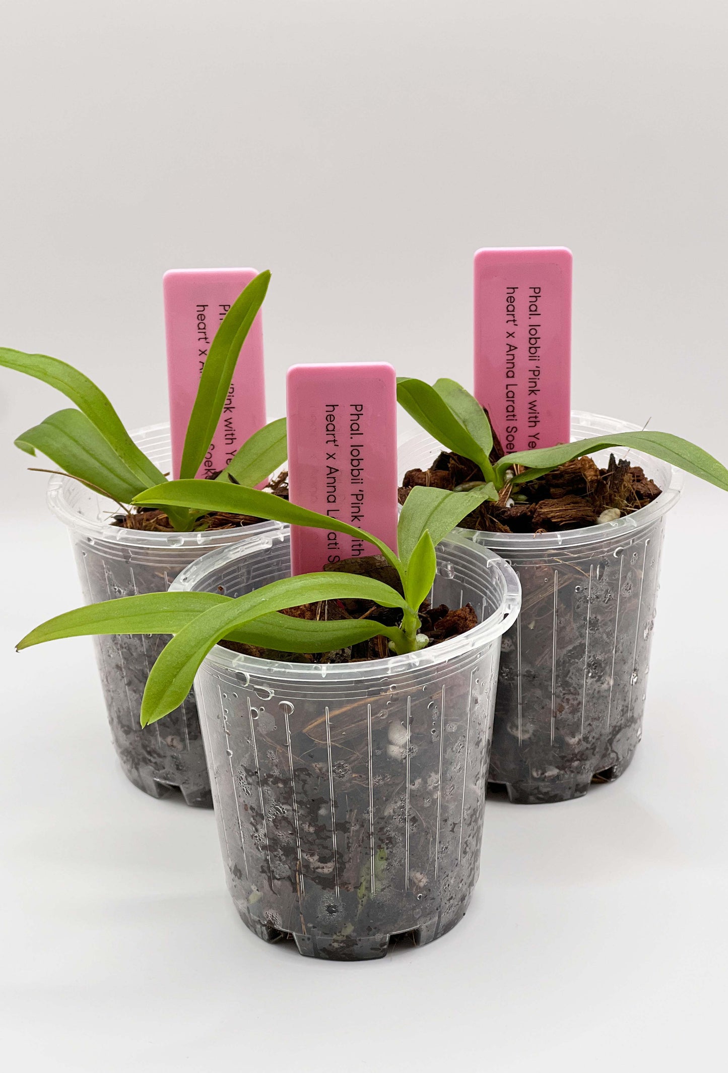 Phalaenopsis lobbii ‘Pink with Yellow heart’ x Anna Larati Soekardi