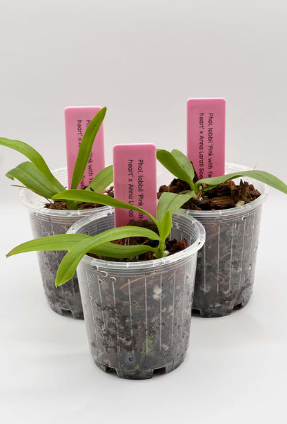 Phalaenopsis lobbii ‘Pink with Yellow heart’ x Anna Larati Soekardi
